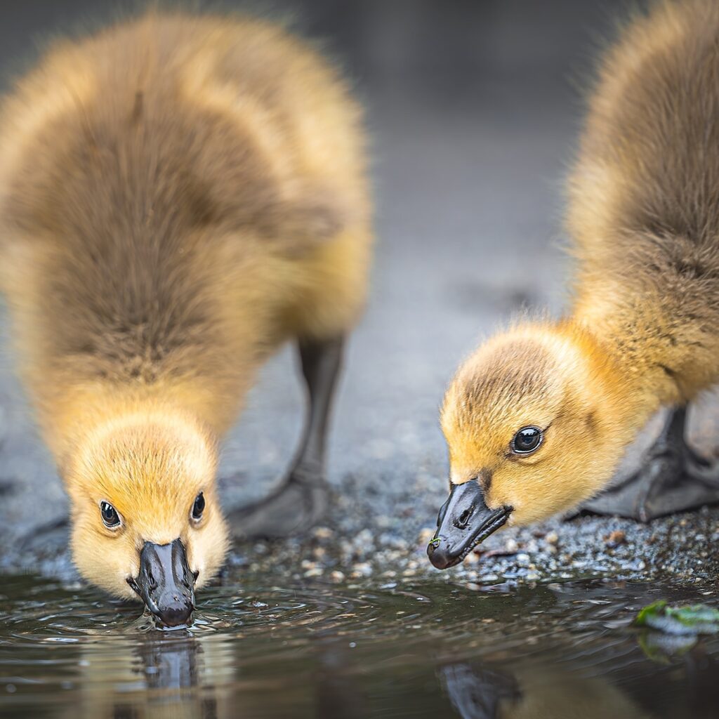 Little goslings 🐥 spotted with Thea at Par Sands Beach 🐧

#goslings #goslingsofinstagram #parsands #wildlife #nature #wildlifephotography #birds #cornwallwildlife #cornwall #nikon #nikon105macro #macro #nikonz8